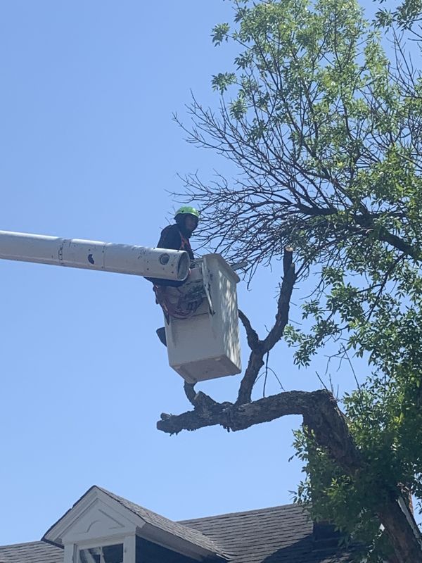 Tree Trimming and Pruning