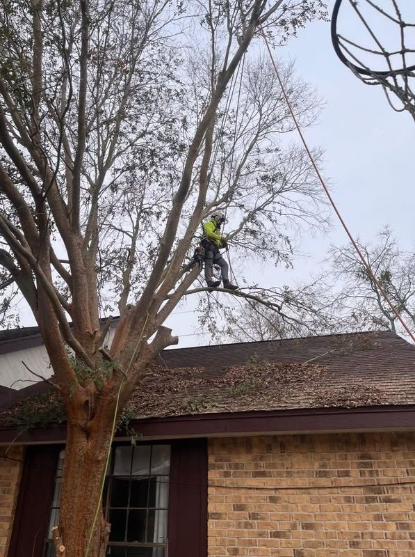 Tree Trimming