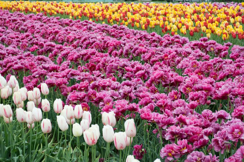Landscape Design