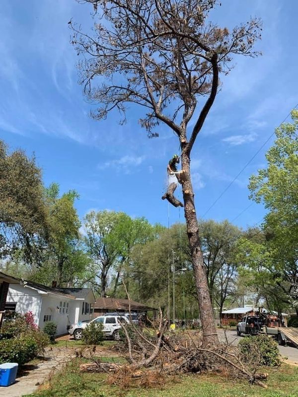 Tree Removal gallery