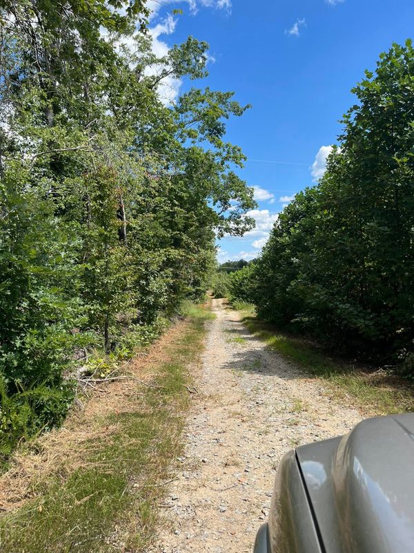 Brush cutting/clearing