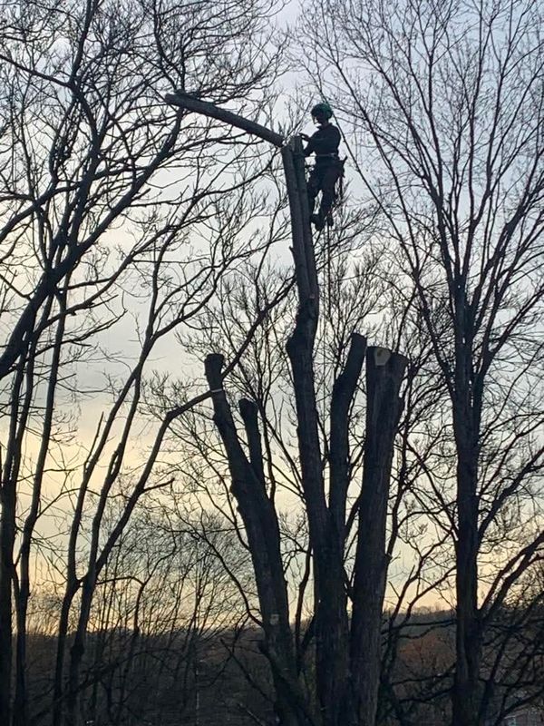 Tree Removal gallery
