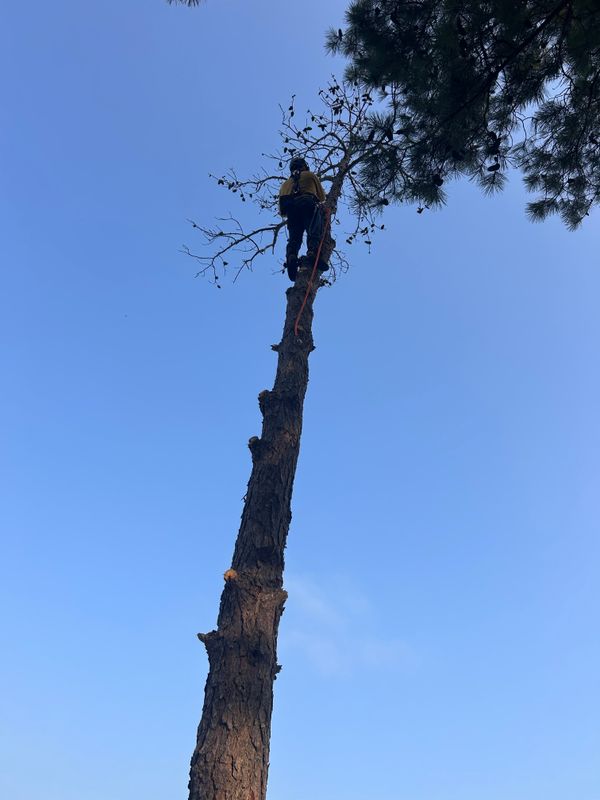 Tree Removal & Limbing 