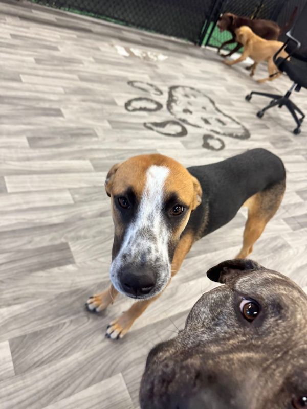 Open Play Daycare