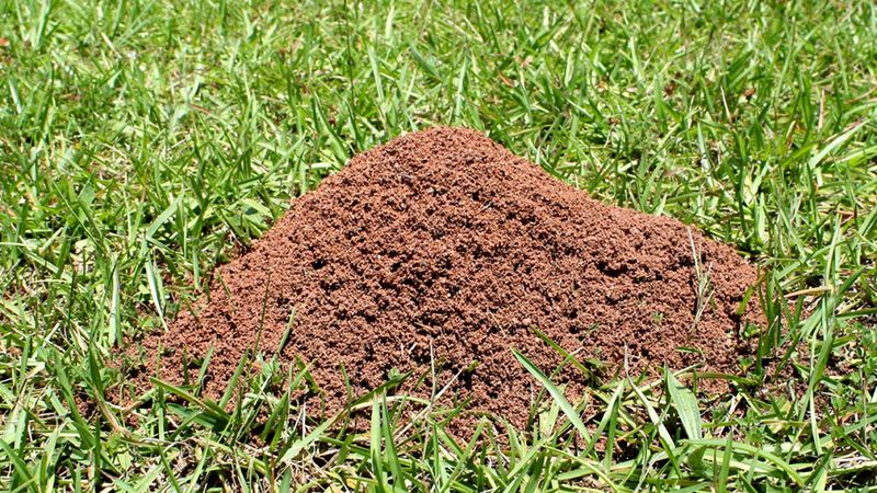 Once a Year Fire Ant