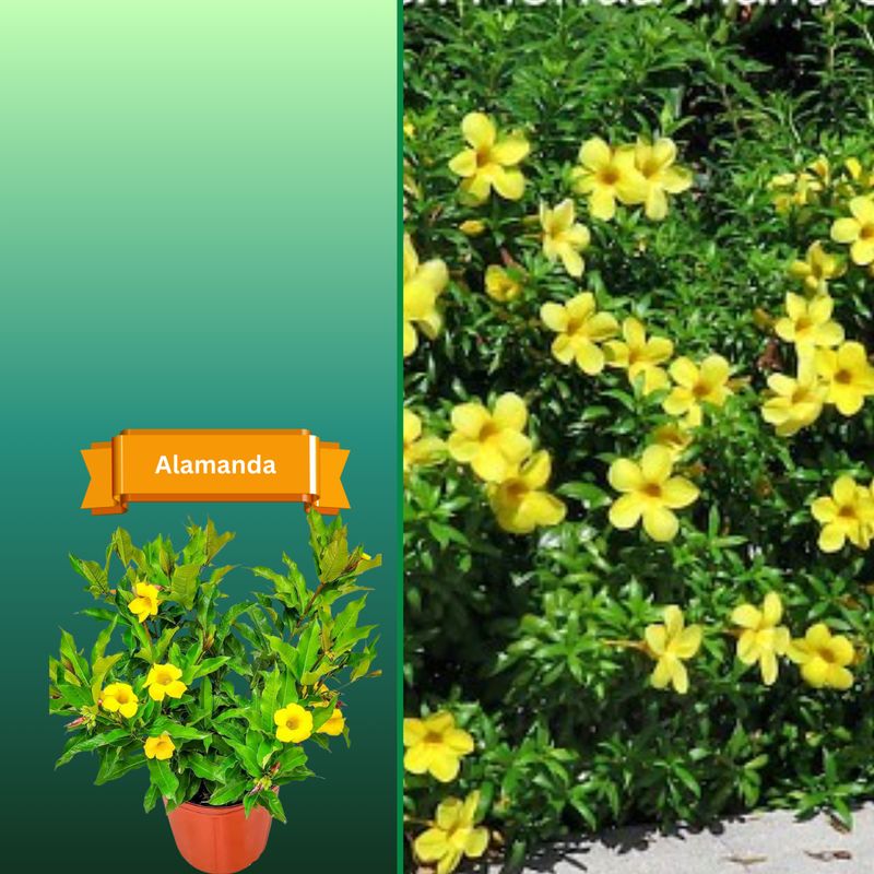 Plant Samples