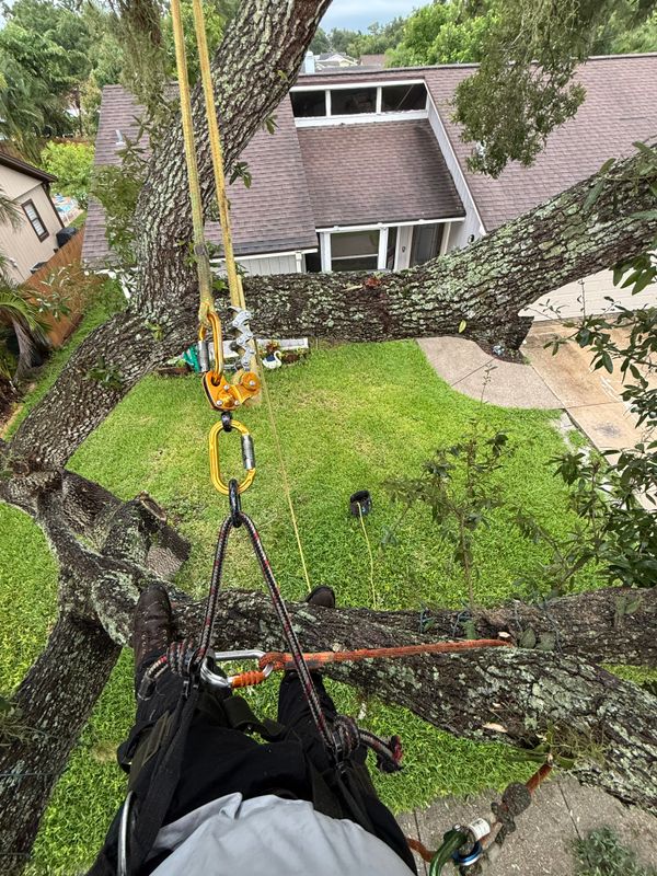 Tree Trimming