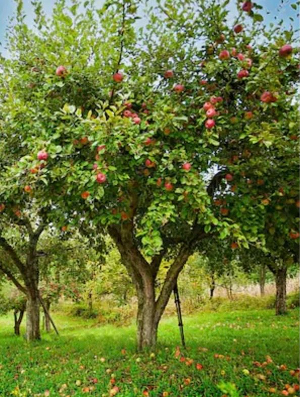 Tree Health and Maintenance