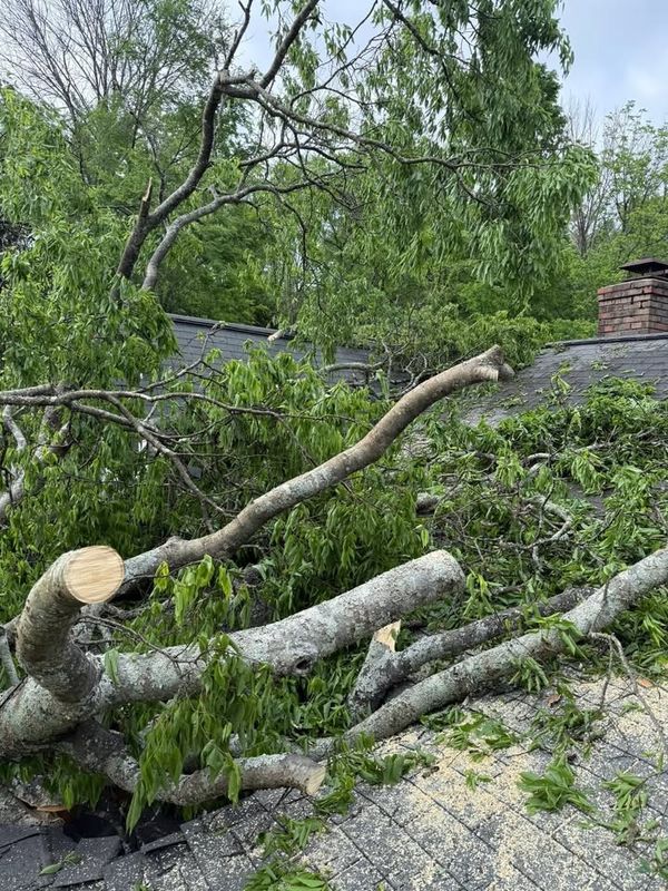 Tree Removal