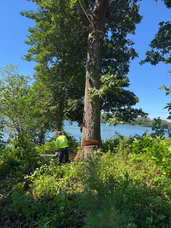 Tree Removal & Limbing 