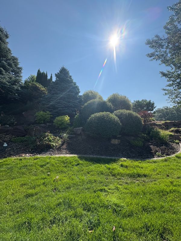 Tree and Shrub Care