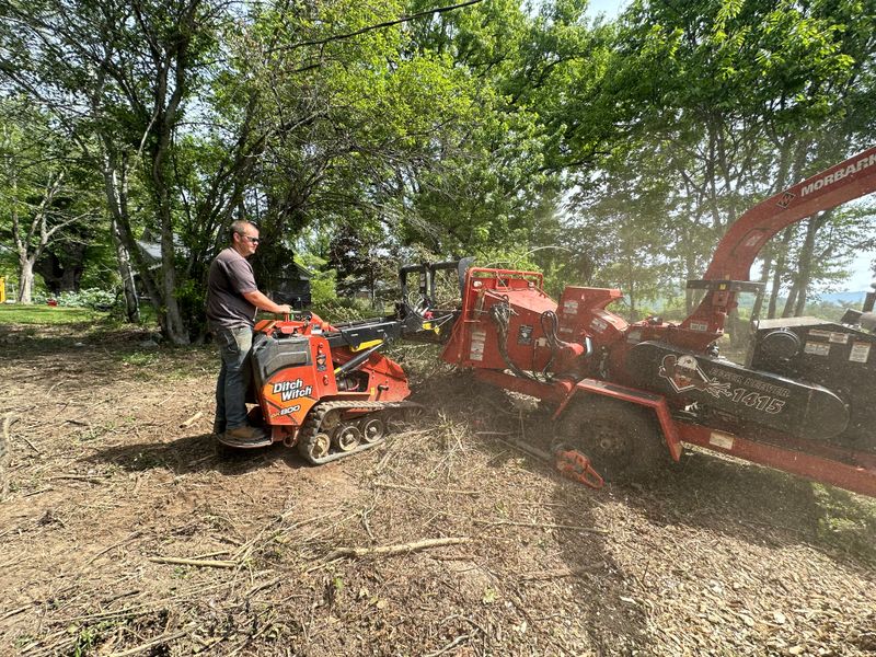 Tree Removal