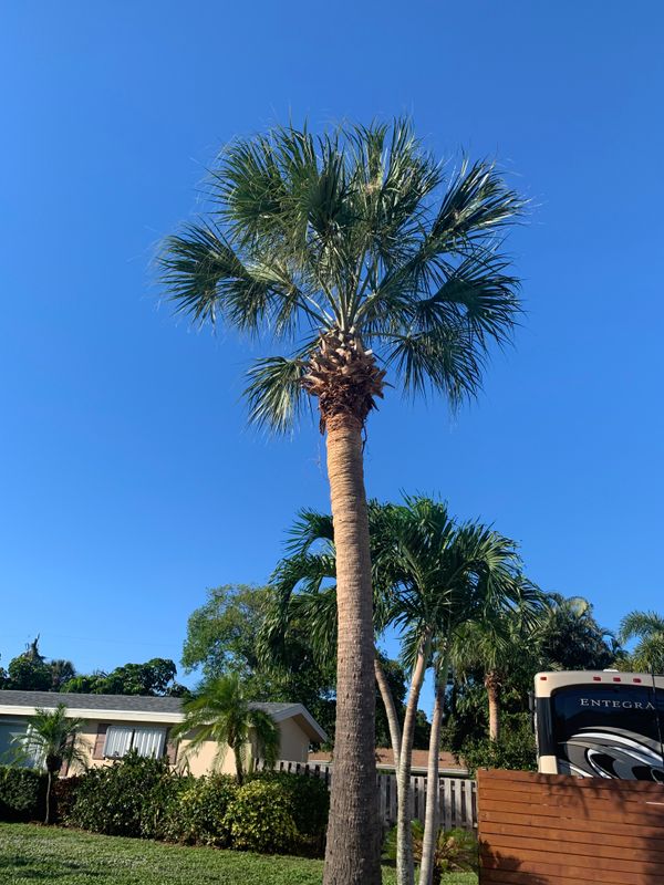 Tree Trimming