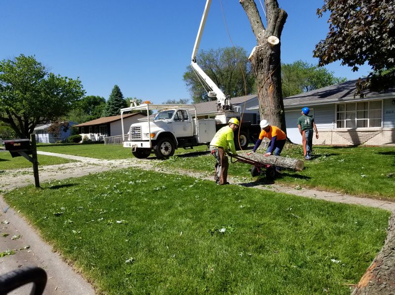 Tree Removal gallery