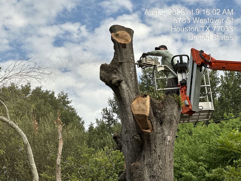 Tree trimming and removal