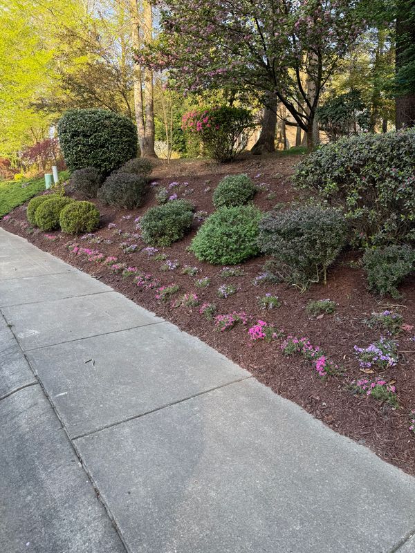 Shrub Trimming