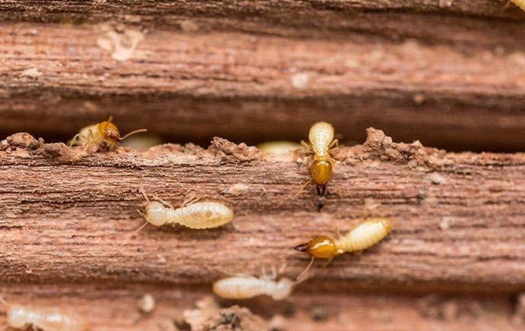 Termite Inspection & Treatment