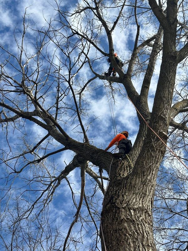 Tree Trimming