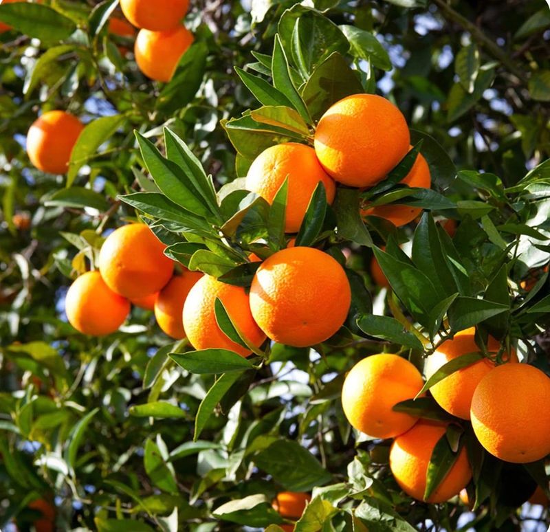 Citrus Tree Care