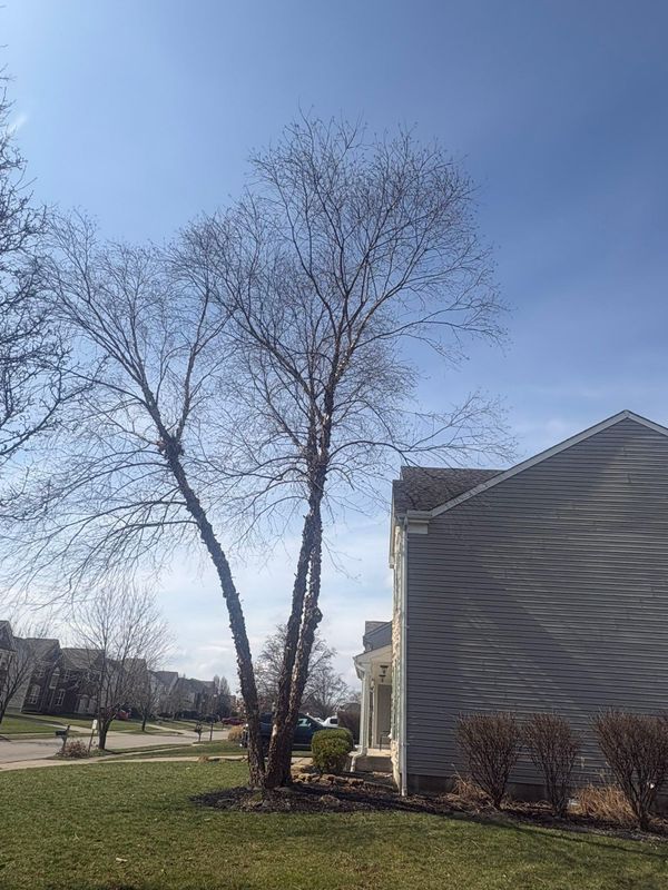 Tree Removal