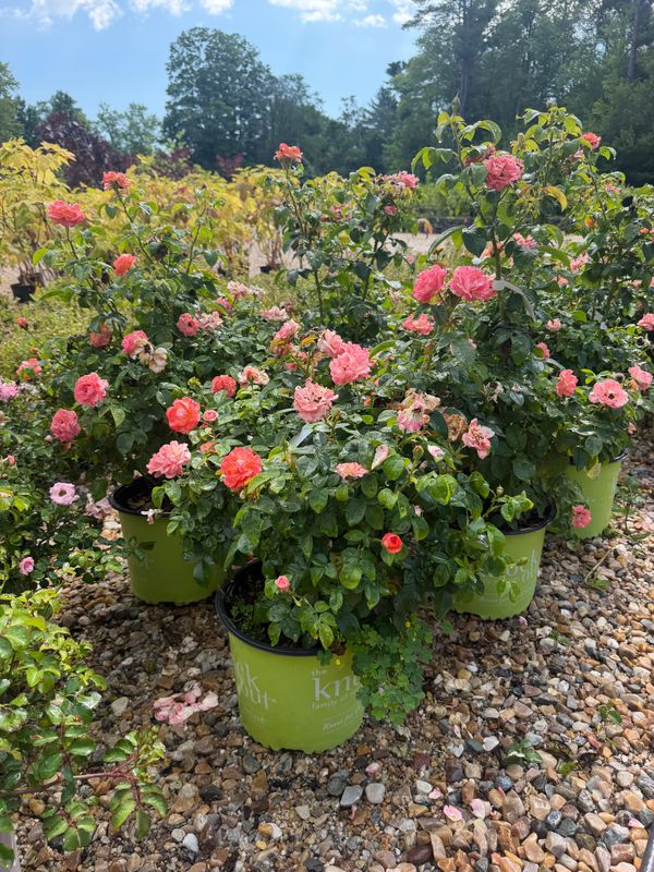 Garden Center