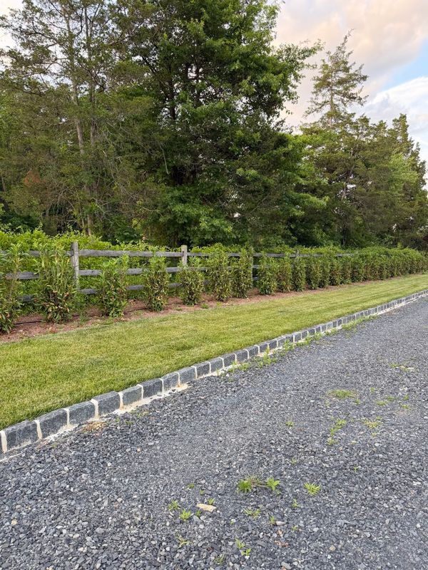 Tree & Shrub Care