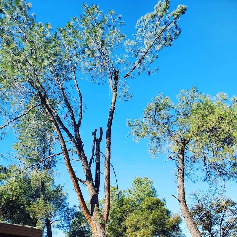 Hazardous Tree Services