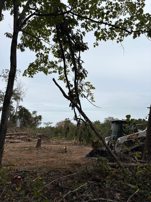 Land Clearing