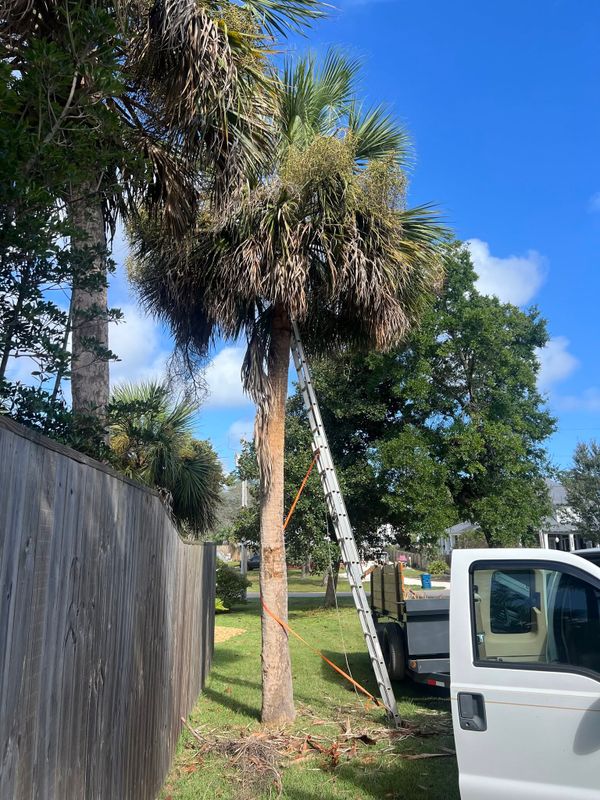 Palm Tree Trimming