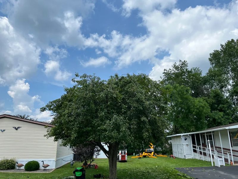 Tree Trimming