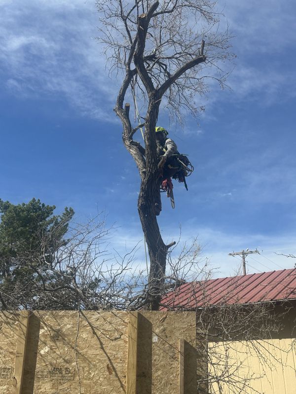 Tree Removal
