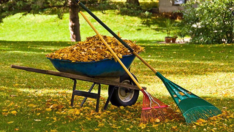 Leaf Removal