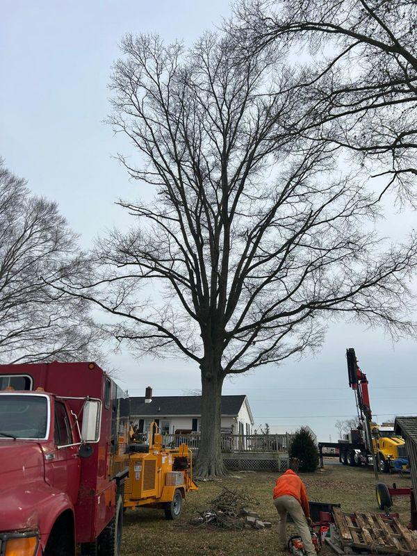 Tree Trimming