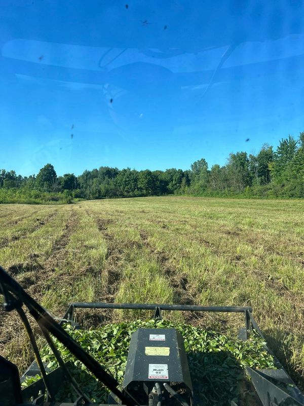 Brush Clearing