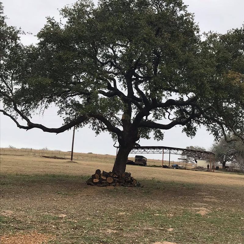 Pruning Services 