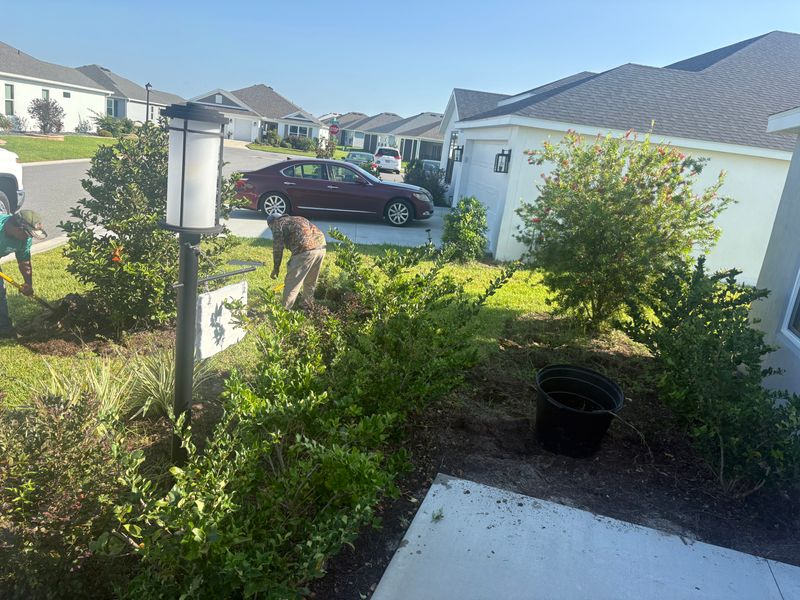 Tree & Shrub Care