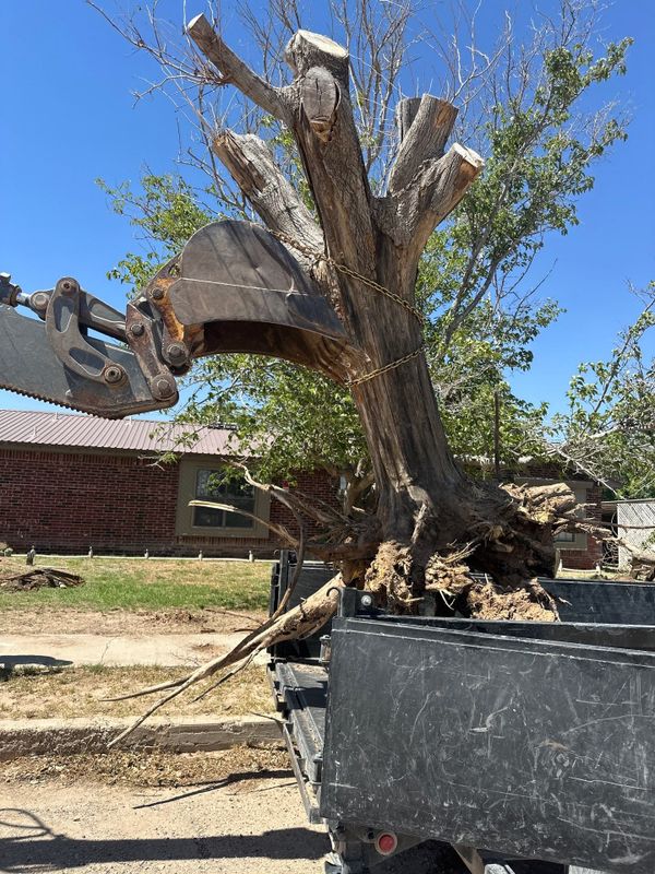 Stump Removal