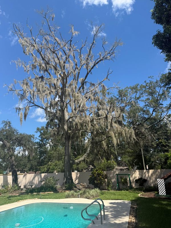 Tree Pruning