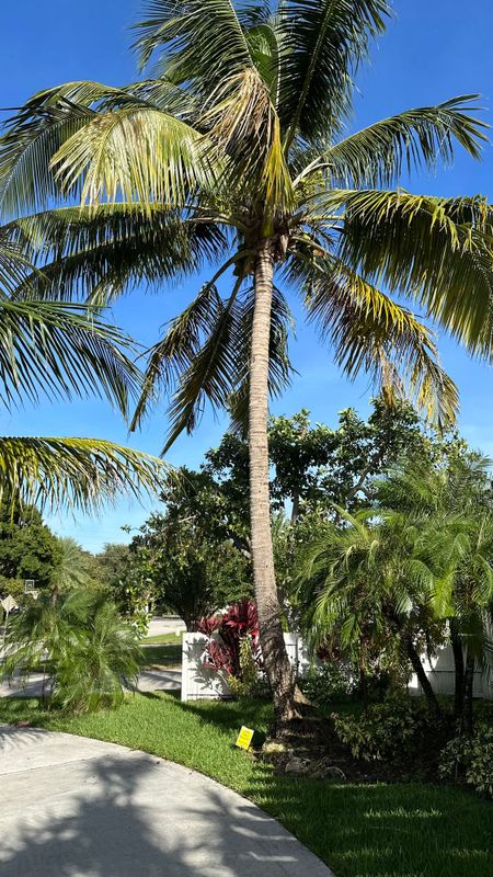 Pruning / Tree Trimming