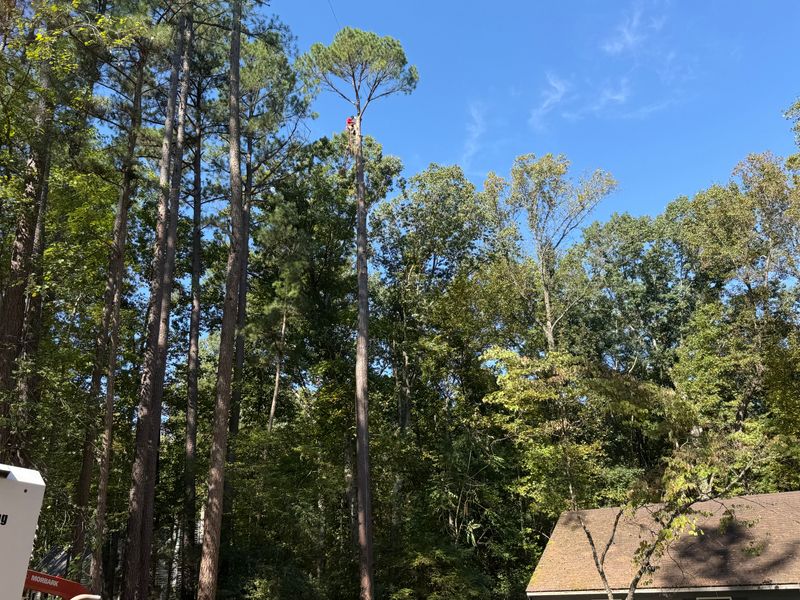 Tree Removal