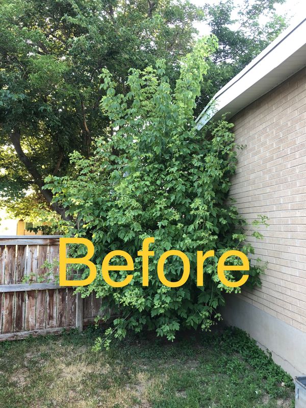 Shrub Trimming