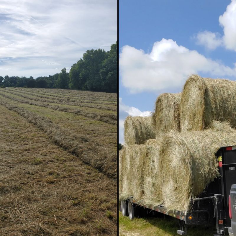 Hay & Forage
