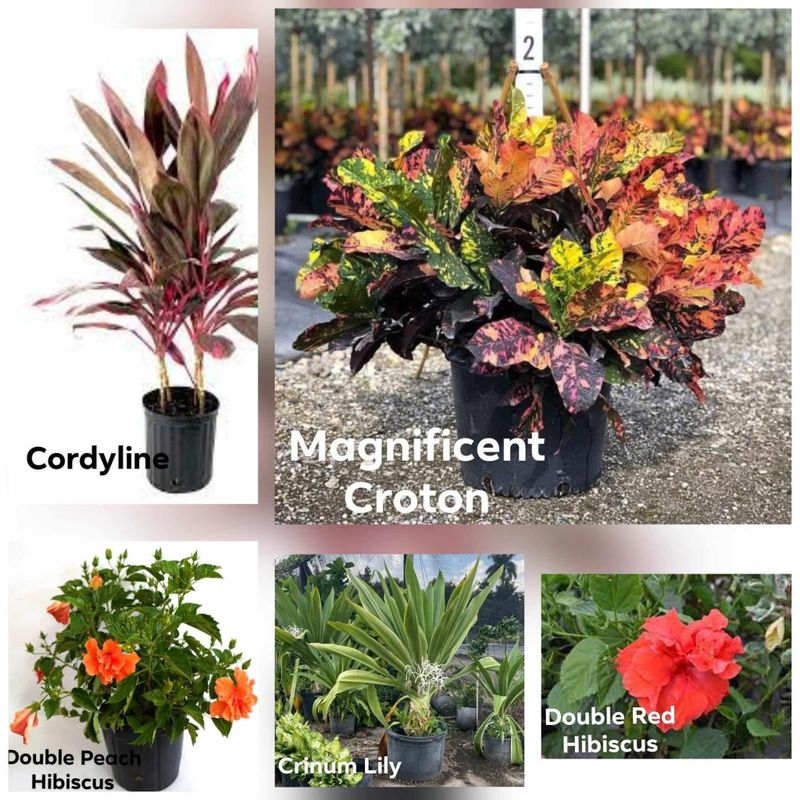 Plant and tree list