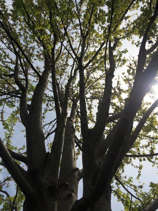 Pruning