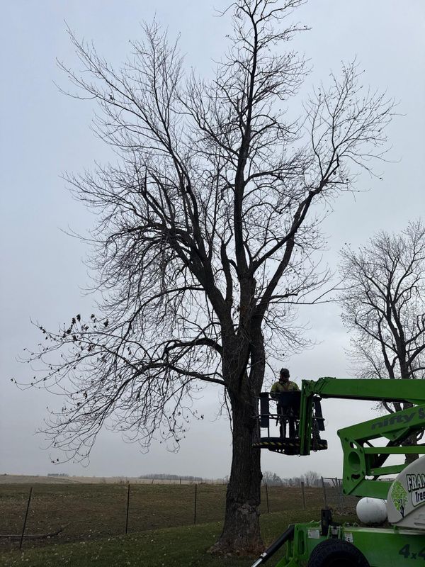 Tree Removal