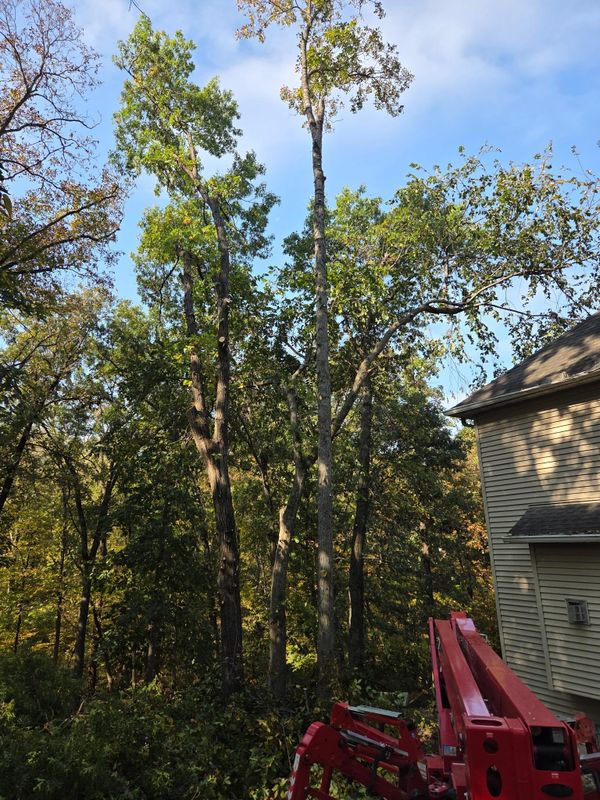Tree Trimming