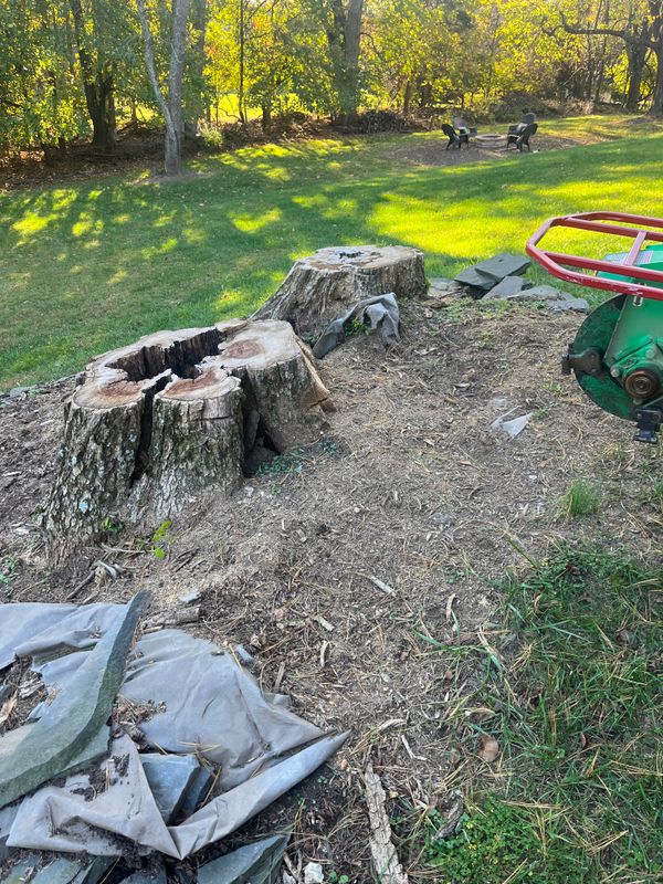 Tree Services
