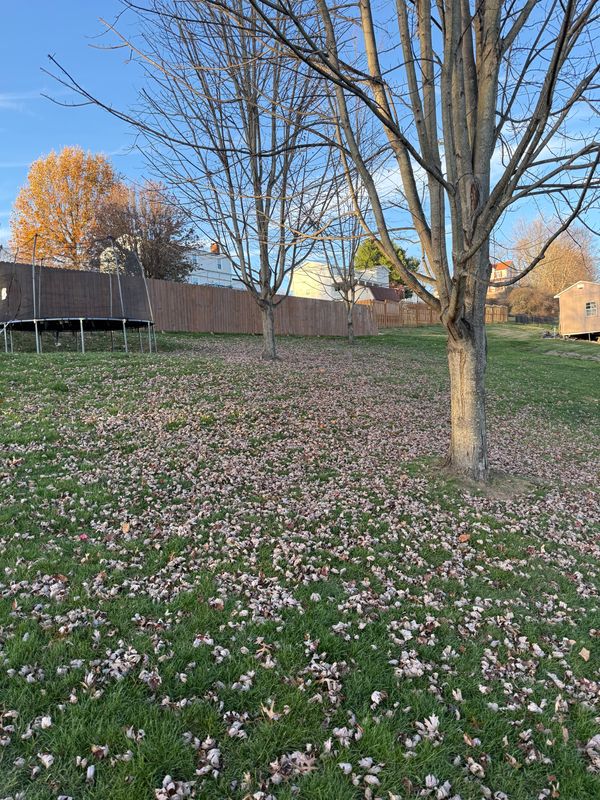 Leaf Removal