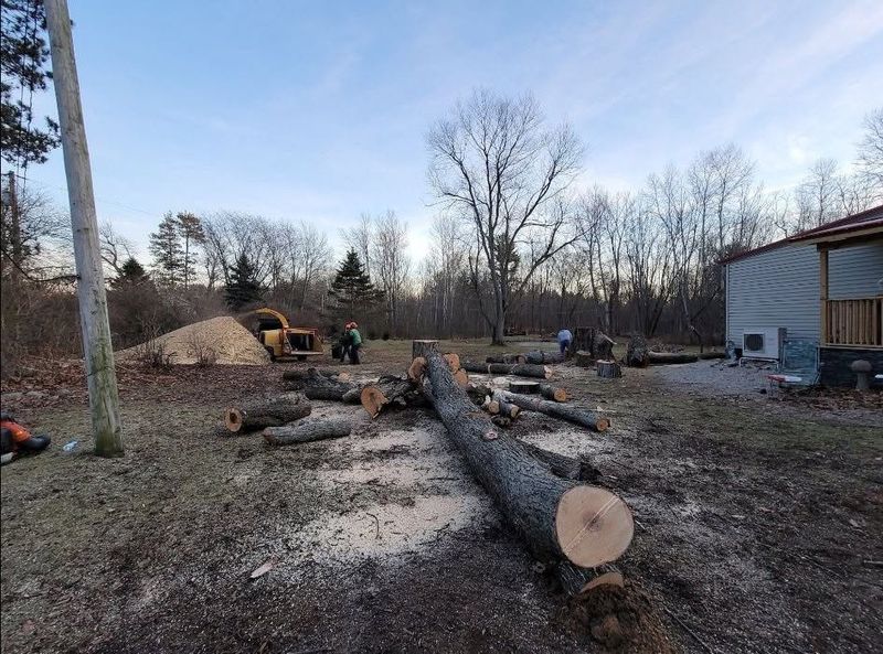 Tree Removal