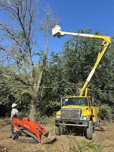 Tree Trimming